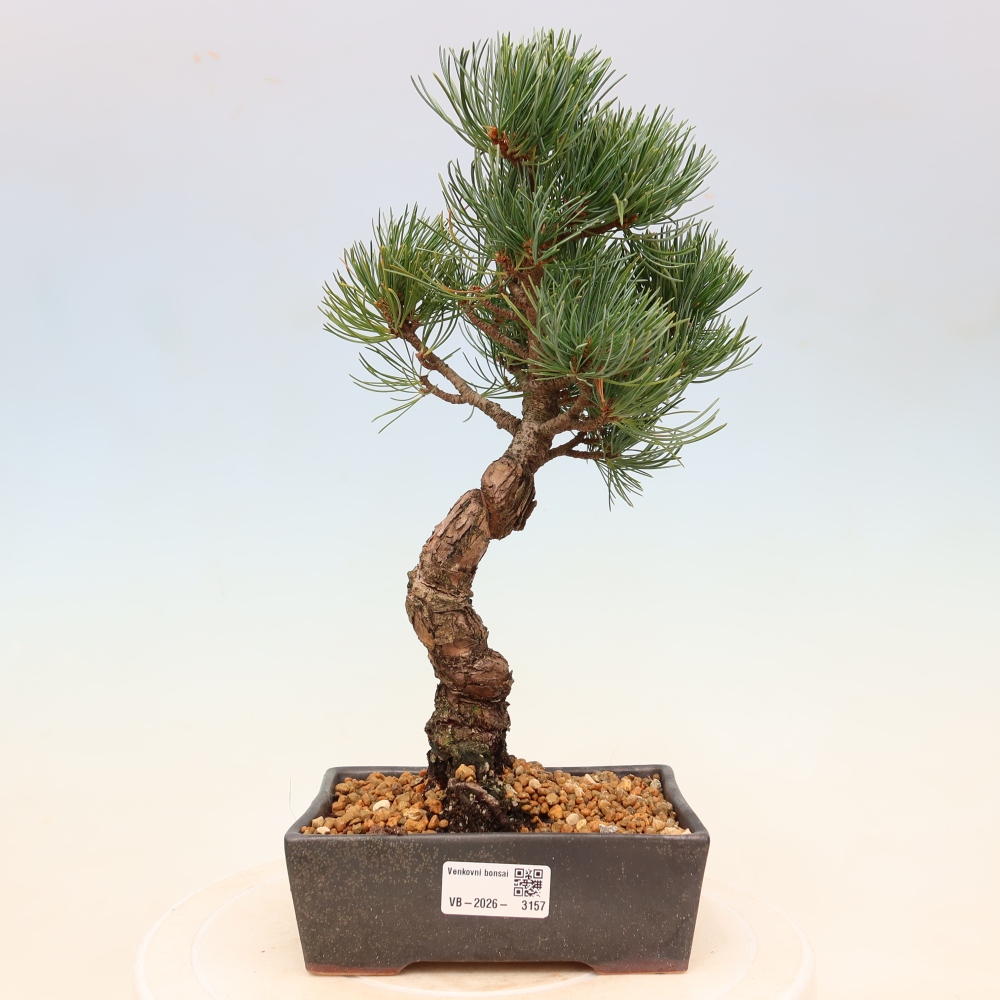 Kültéri bonsai - Pinus parviflora - Pinus parviflora