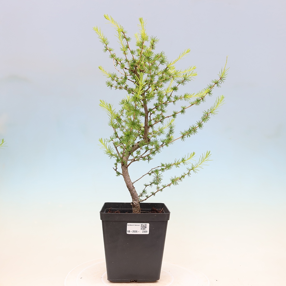 Kültéri bonsai - Larix decidua - vörösfenyő