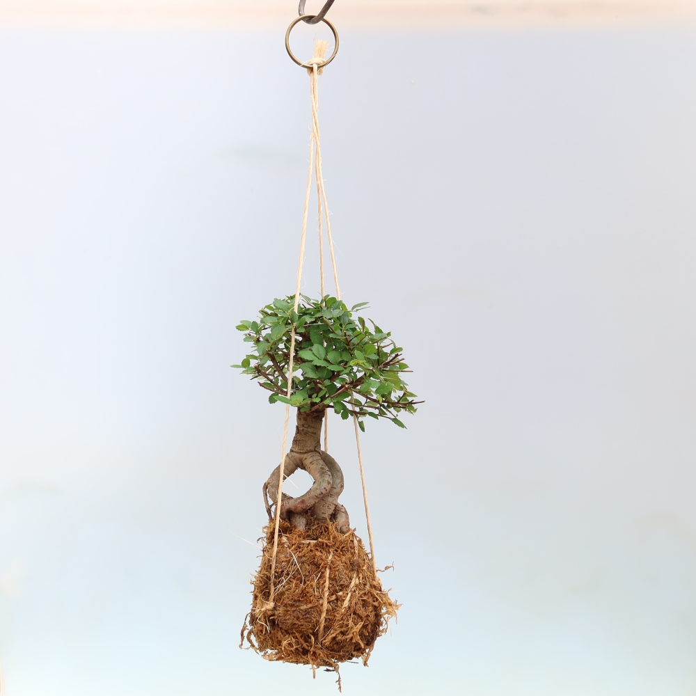 Kokedama a kerámiában -Ulmus parvifolia- kislevelű szilfa