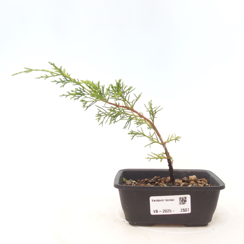 Kültéri bonsai - Juniperus chinensis Itoigawa