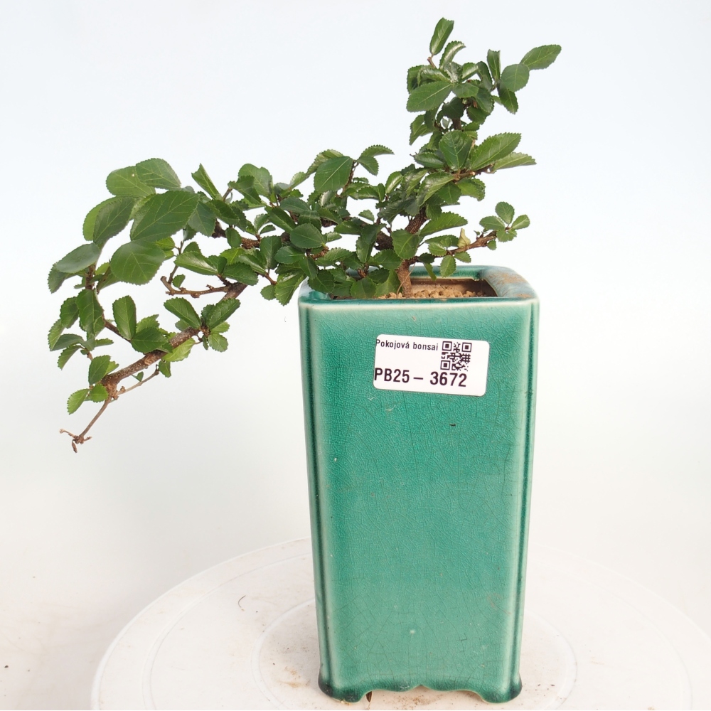 Beltéri bonsai - Grewia occidentalis - Levendula csillaghal