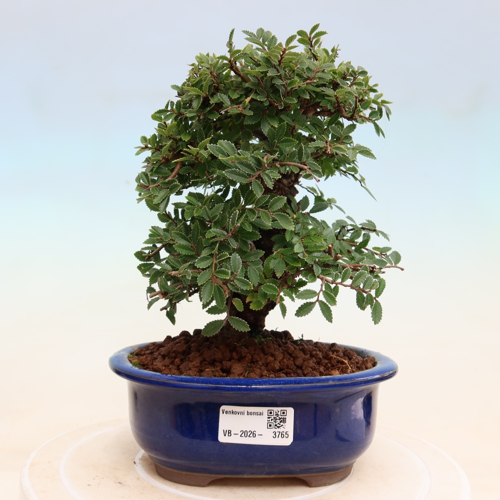 Kültéri bonsai - Zelkova - Zelkova NIRE