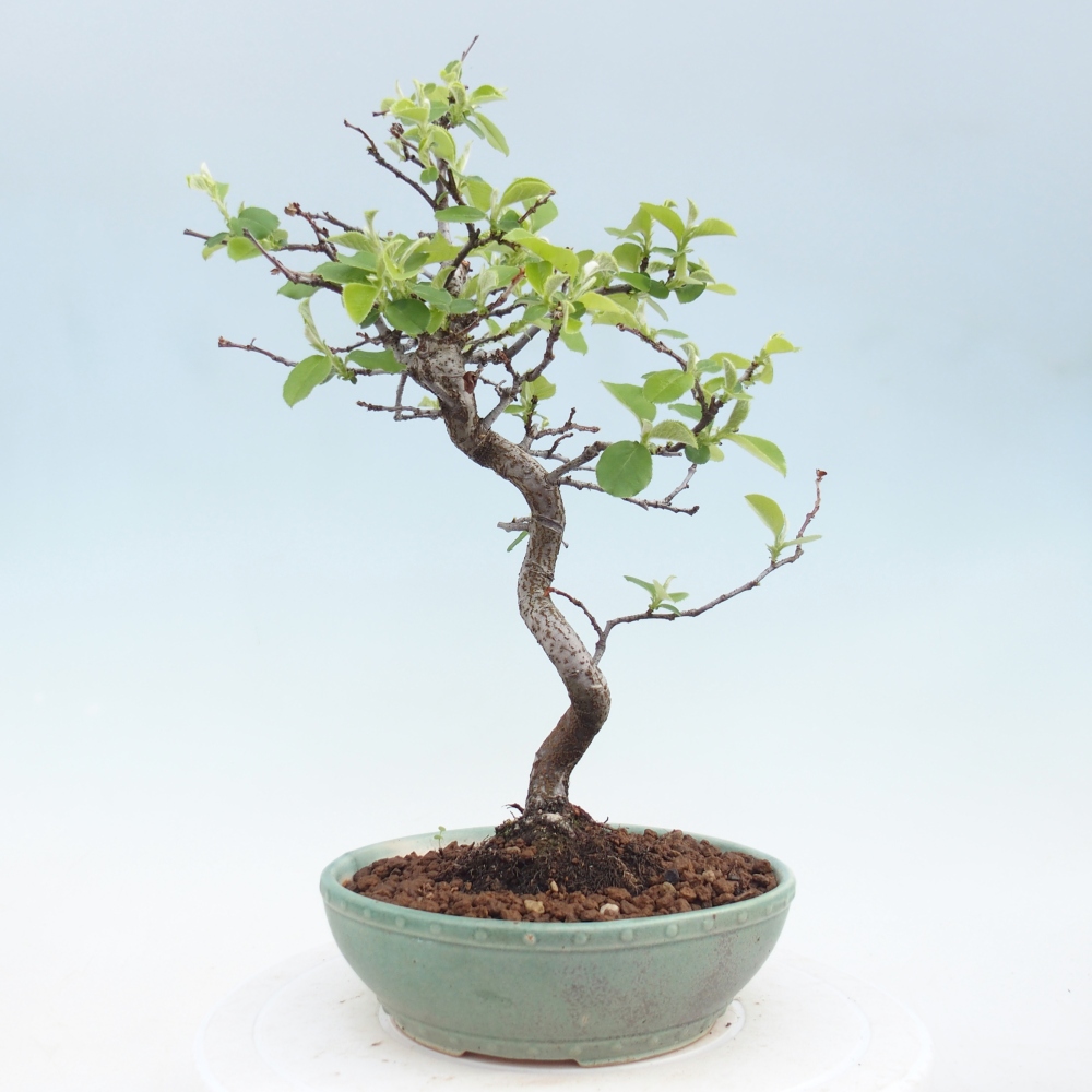 Kültéri bonsai - Chaneomeles chinensis