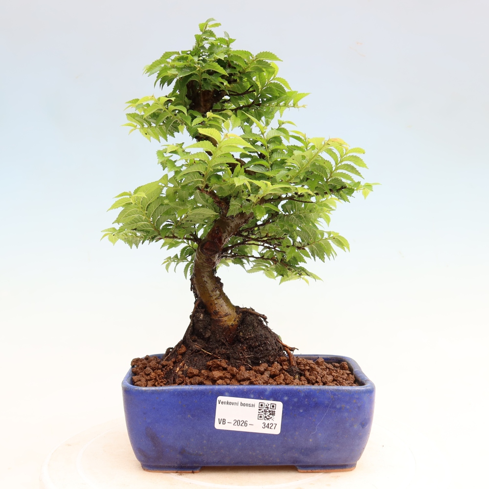 Kültéri bonsai – Ulmus Jacqueline Hillier – Gyönyörű szil