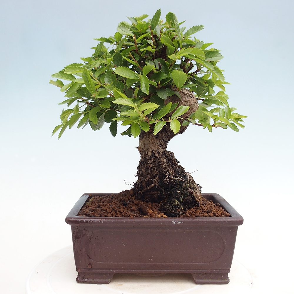 Kültéri bonsai - Zelkova - Zelkova NIRE