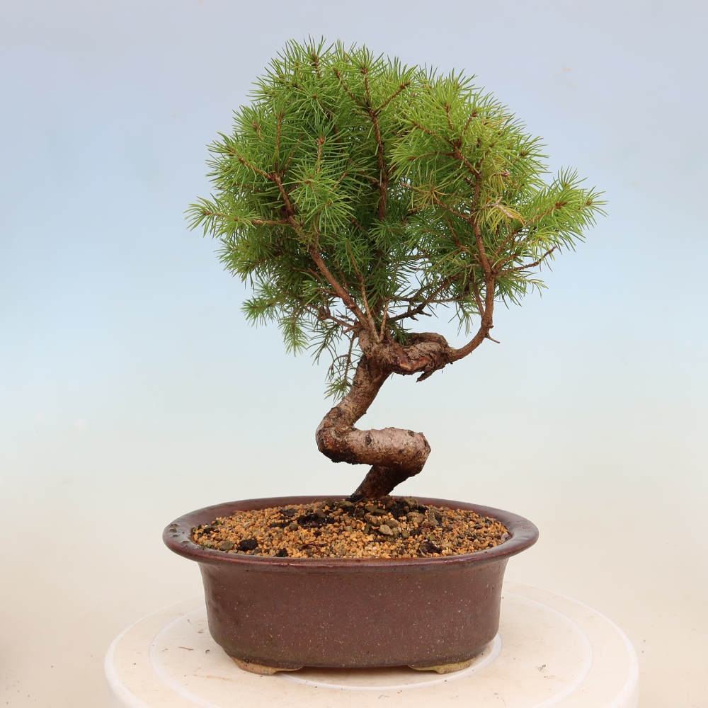 Kültéri bonsai - lucfenyő - Picea glauca globe