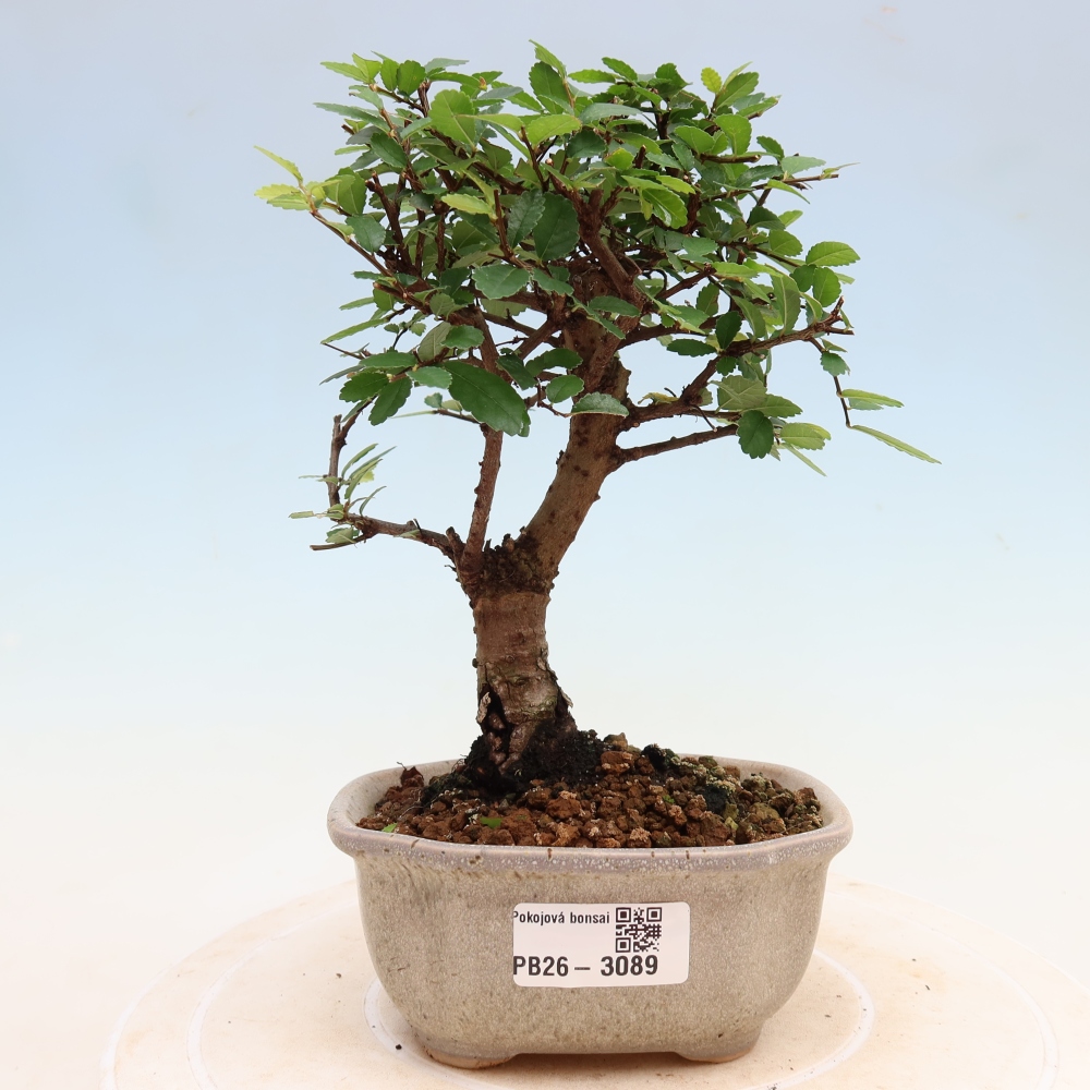 Szobai bonsai - Ulmus parvifolia - Kislevelű szilfa