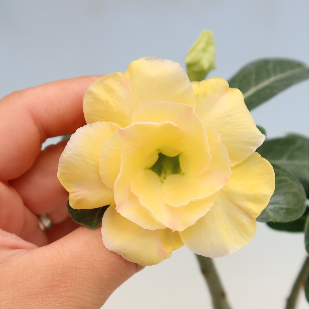 Szobabonsai – Adenium obesum, Alonza-féle oltott példány – Sivatagi rózsa