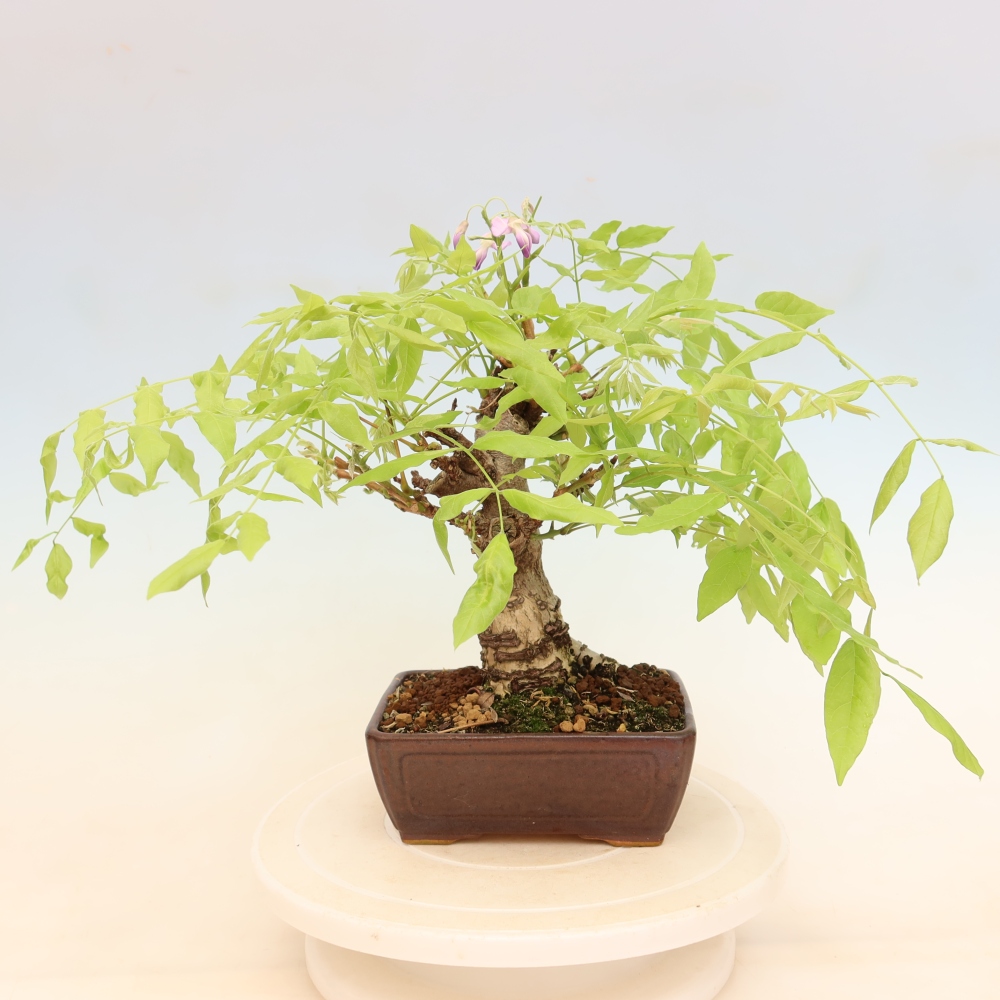 Kültéri bonsai - Wisteria floribunda