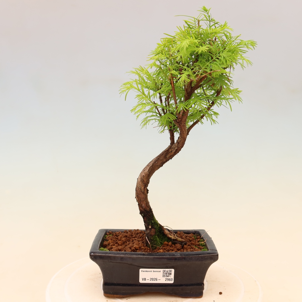 Kültéri bonsai - Metasequoia glyptostroboides - Kínai metasequoia
