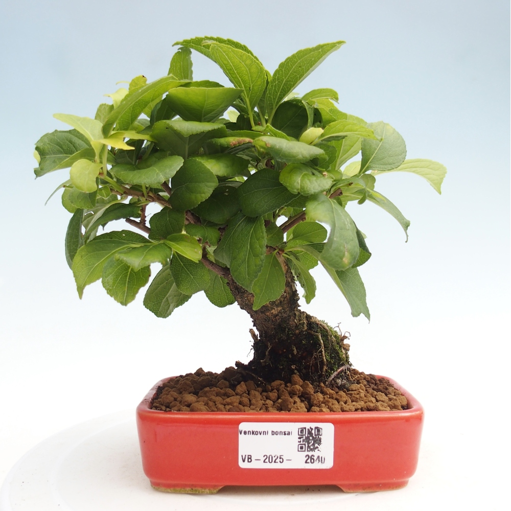 Kültéri bonsai - Celastrus orbiculatus