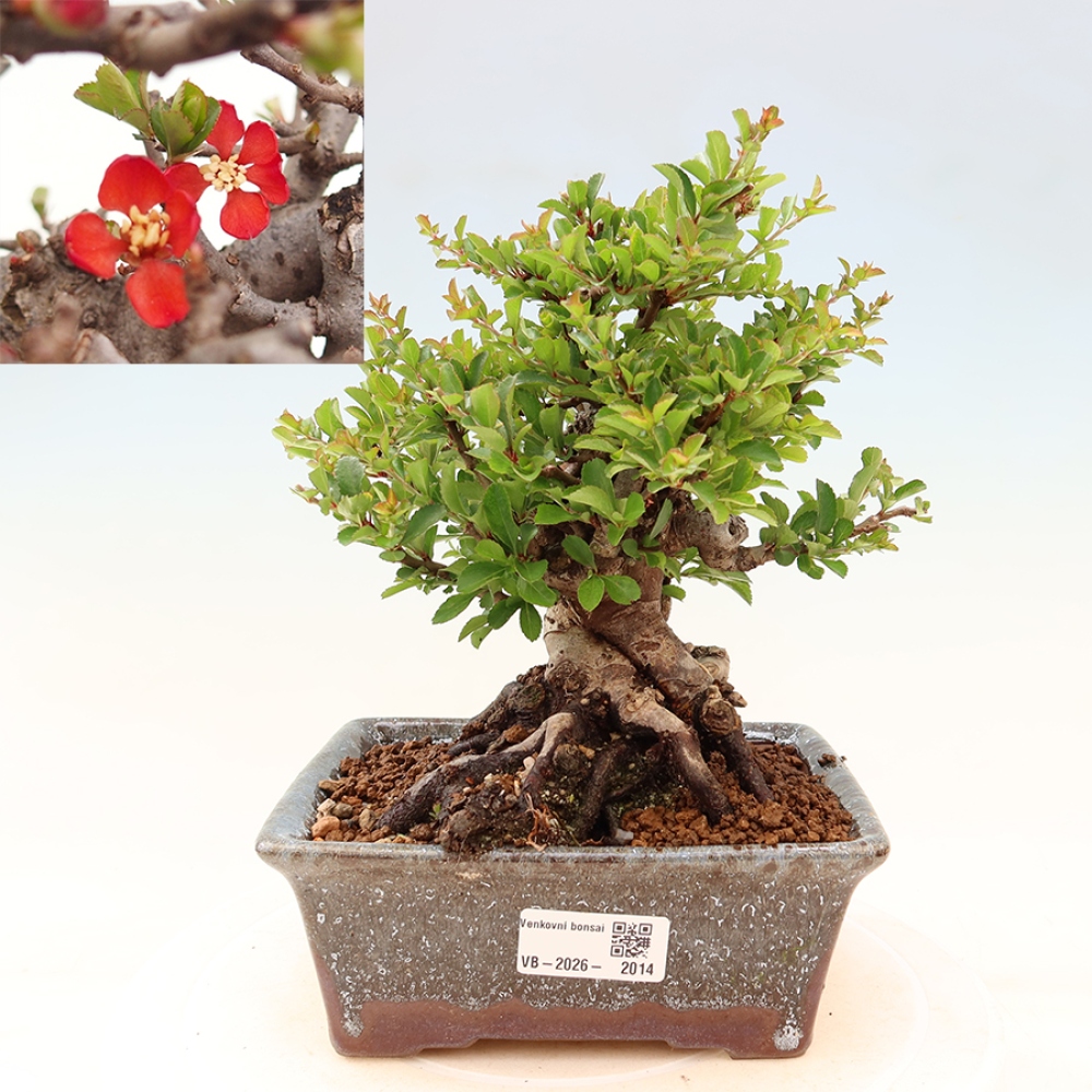 Kültéri bonsai - Chaneomeles speciosa Chojubai