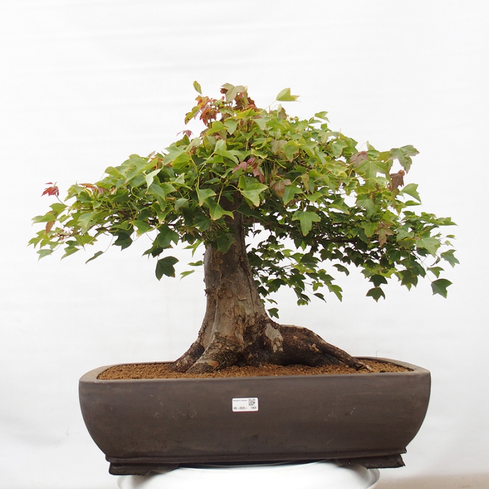 Kültéri bonsai - Acer Buergerianum - Burger juhar