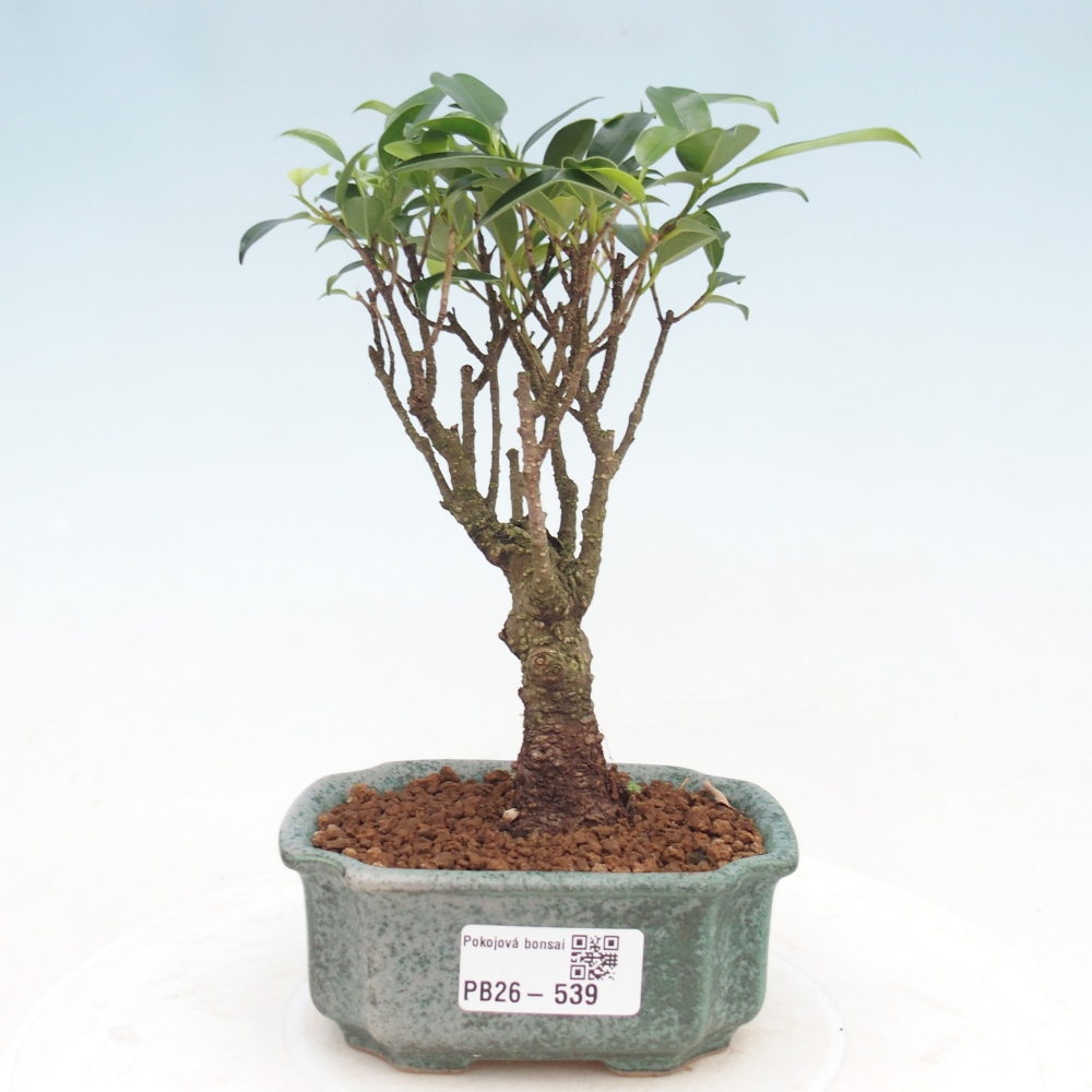 Szoba bonsai Ficus retusa kimmen