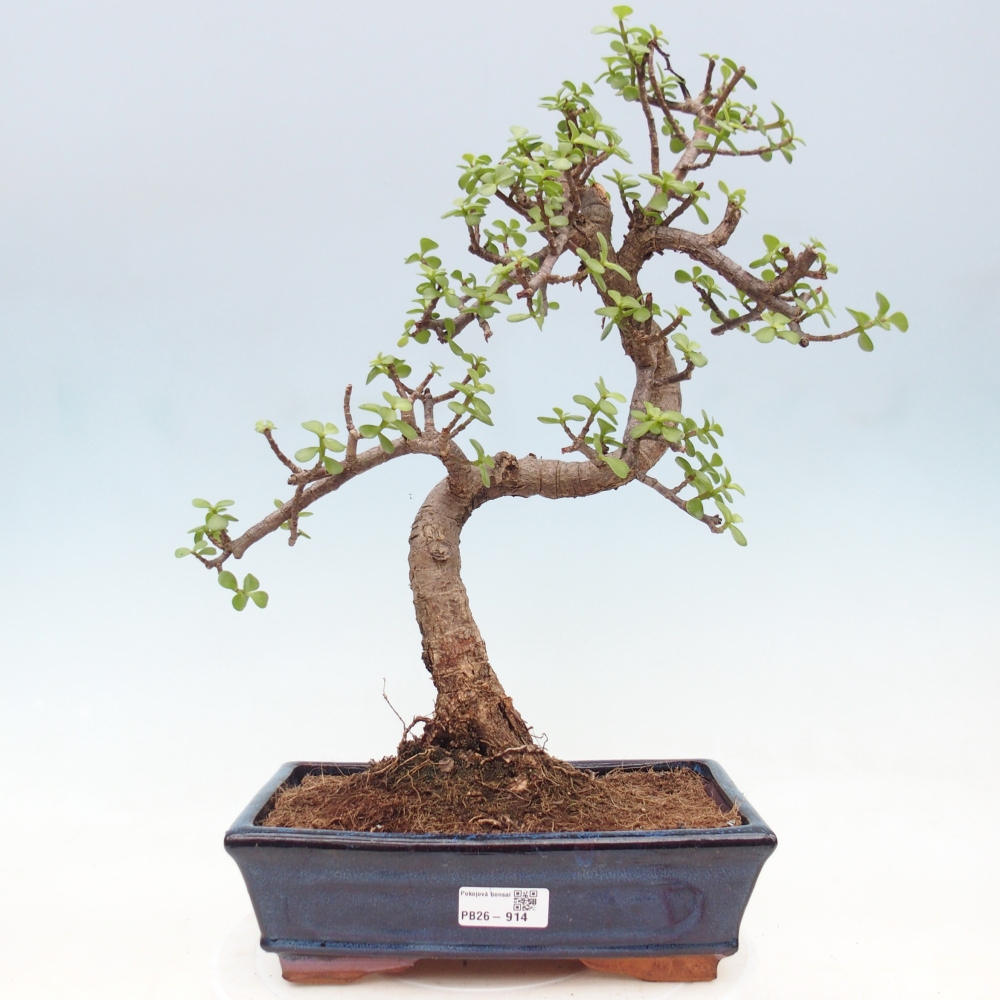 Szoba bonsai - Portulakaria Afra - Tlustice