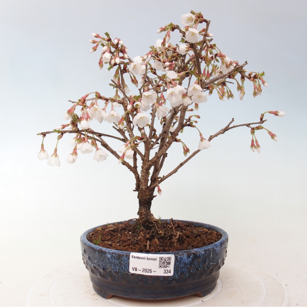 Kültéri bonsai - Prunus incisa Kojou-no mai-Plivon kivágva
