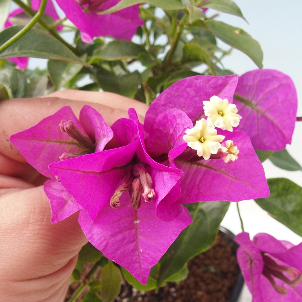 Szoba bonsai - Bouganwilea