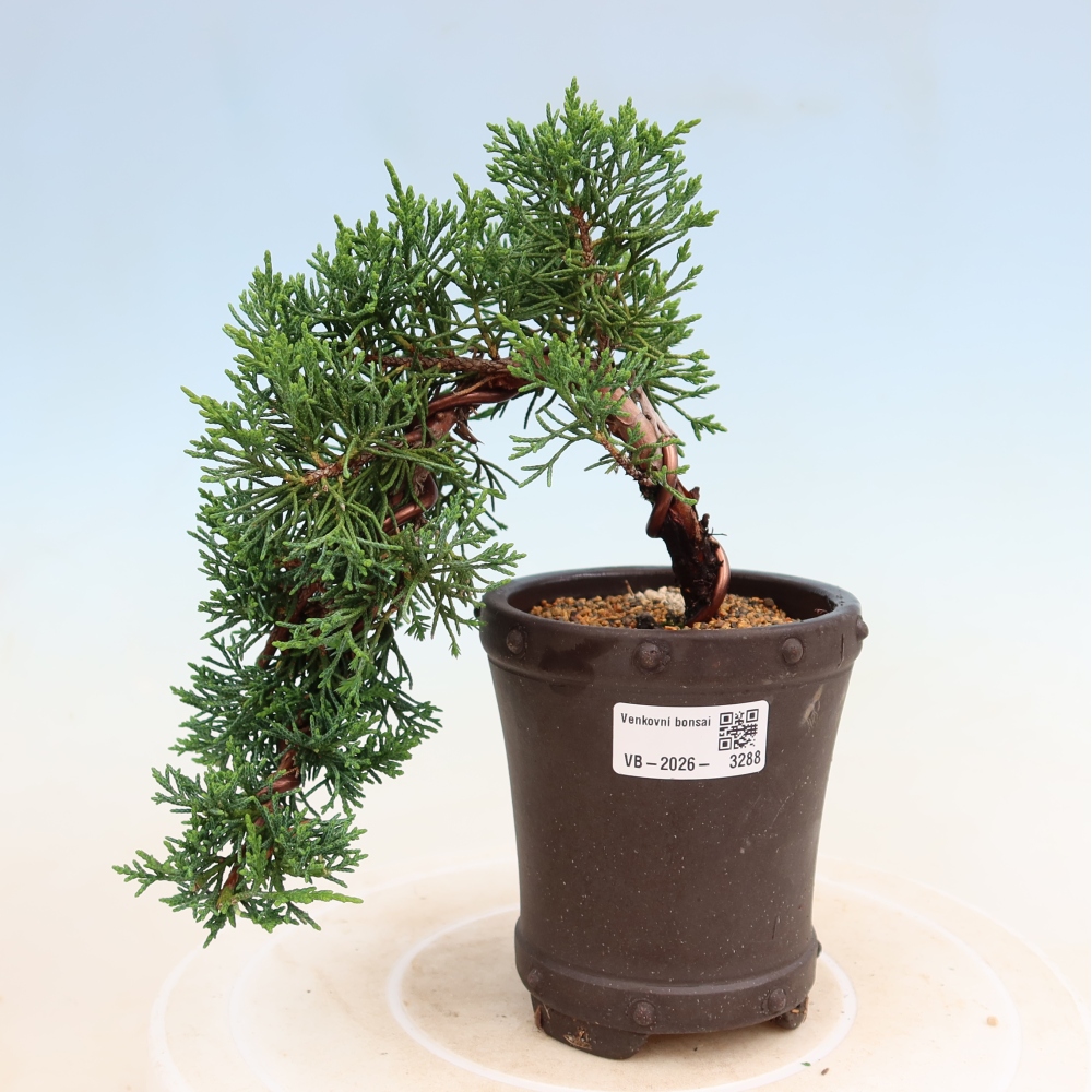 Kültéri bonsai - Juniperus chinensis Kishu
