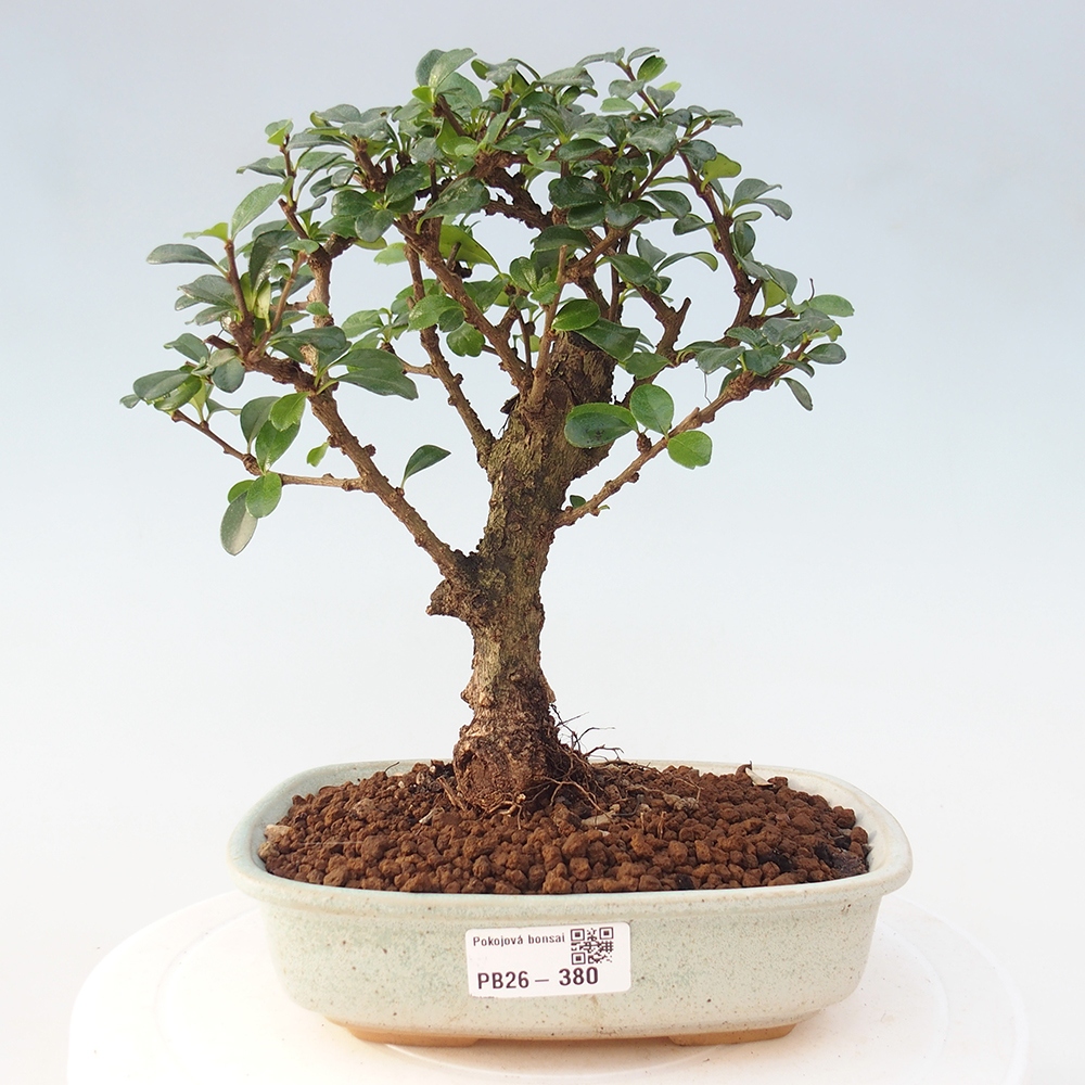 Szobai bonsai - Carmona macrophylla - Tea fuki