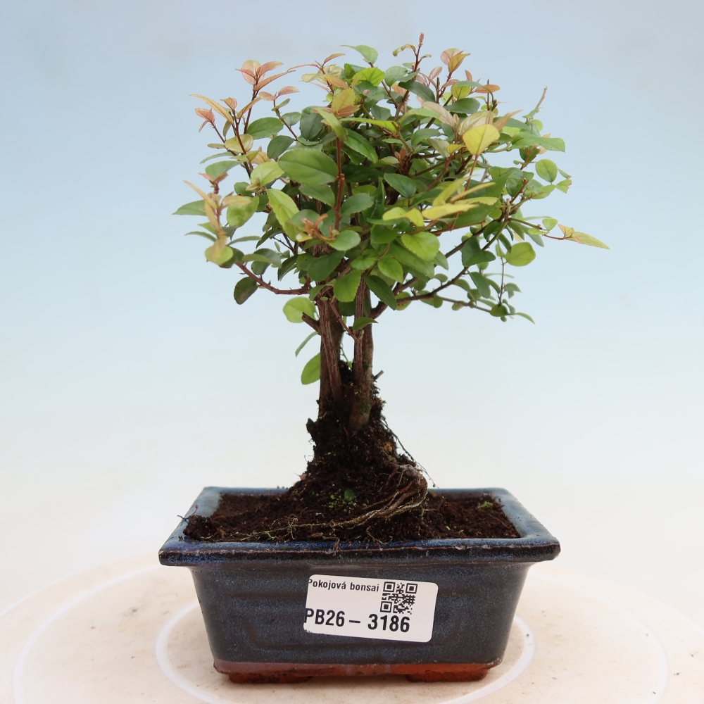 Szobai bonsai - Sageretia thea - Sageretia thea