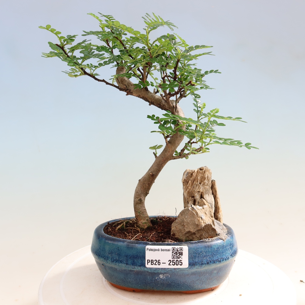 Szobai bonsai - Zantoxylum piperitum - borsfa