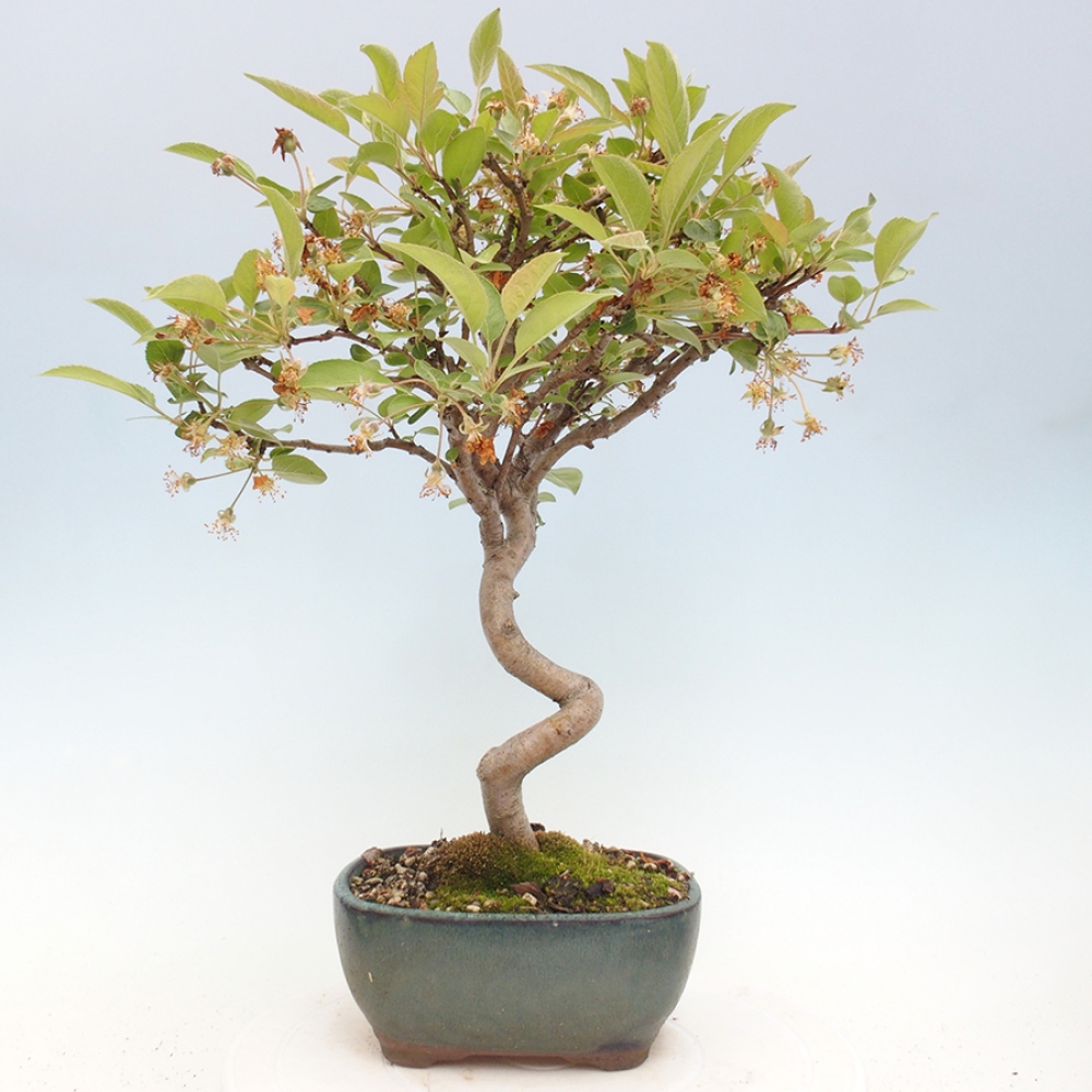 Kültéri bonsai -Malus halliana - Kis gyümölcsű almafa