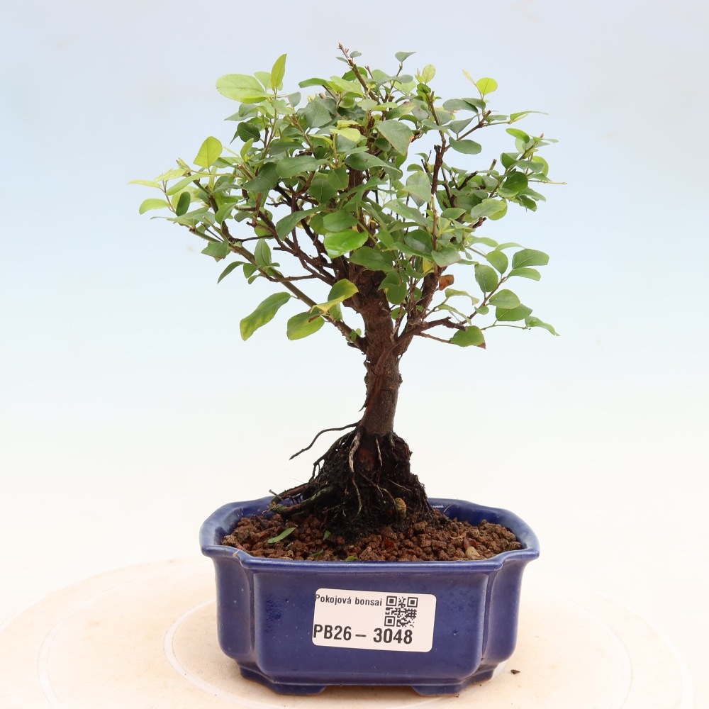 Szobai bonsai - Sageretia thea - Sageretia thea
