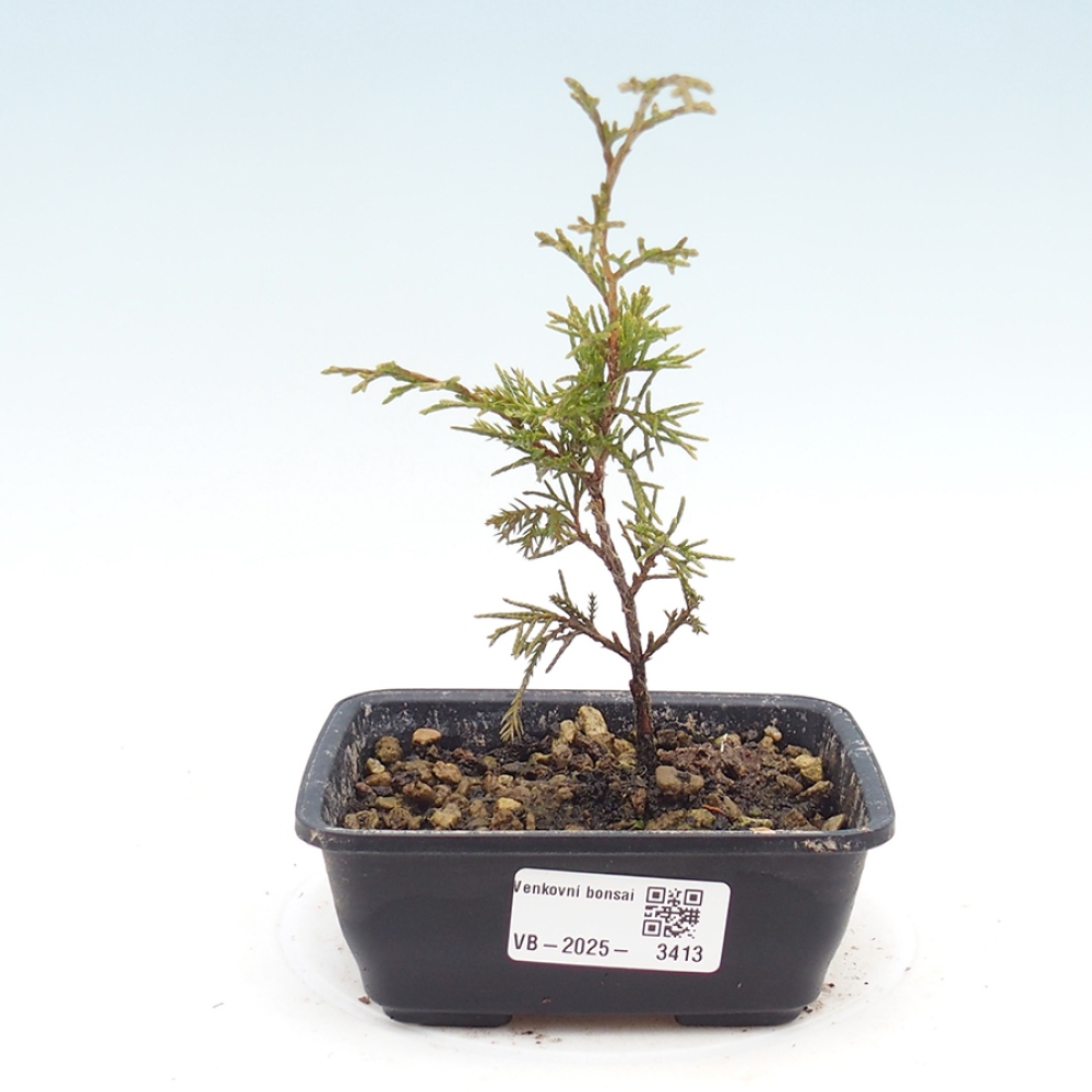 Kültéri bonsai - Juniperus chinensis Itoigawa