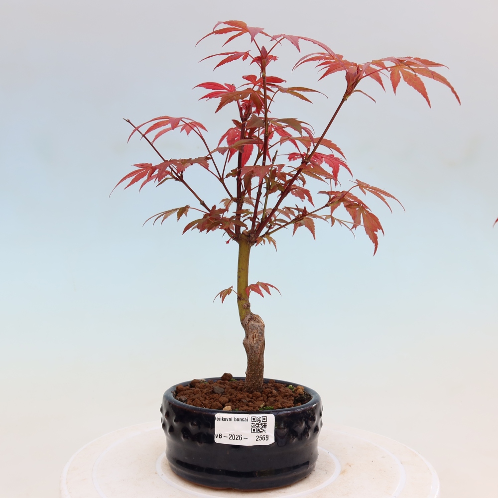 Kültéri bonsai - Acer pálma. Atropurpureum-Javor palmate