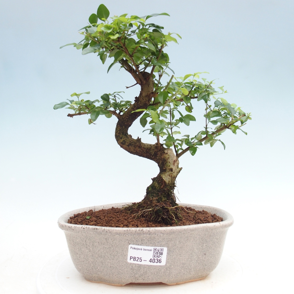 Szobai bonsai -Ligustrum chinensis - Madárcsőr