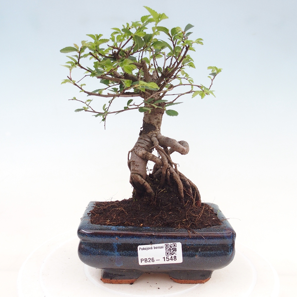 Szobai bonsai - Ulmus parvifolia - Kislevelű szilfa