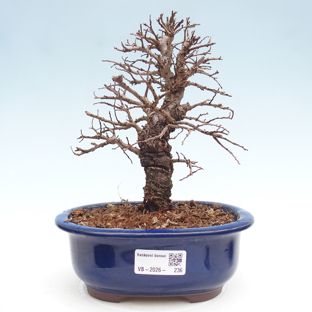 Kültéri bonsai - Zelkova - Zelkova NIRE