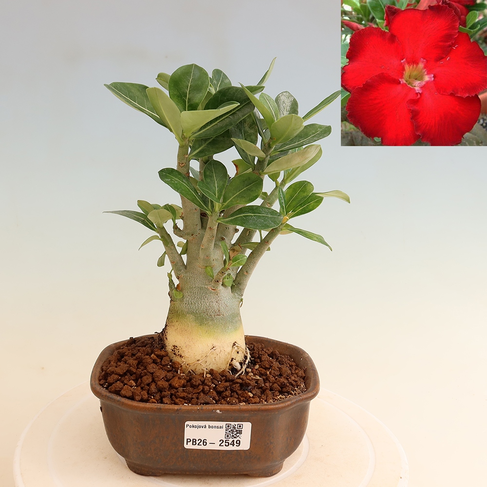 Szobabonsai – Adenium obesum Red Star – Sivatagi rózsa