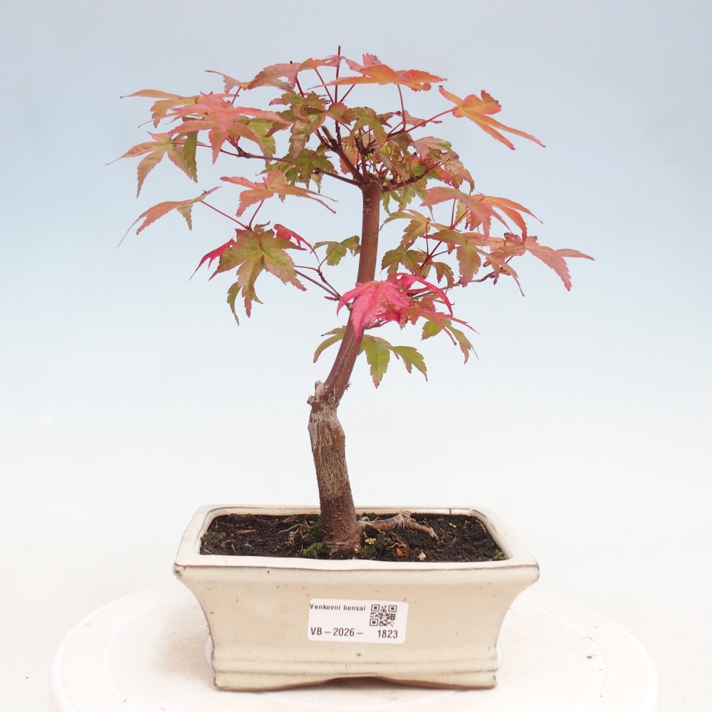 Kültéri bonsai - Acer palmatum DESHOJO
