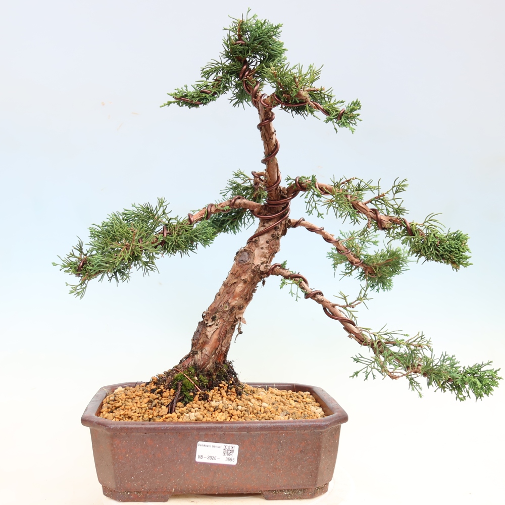 Kültéri bonsai - Juniperus chinensis Kishu
