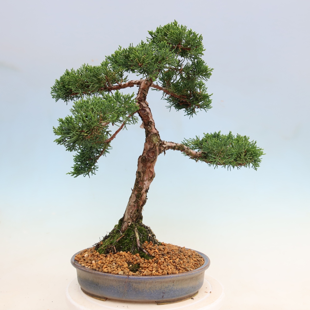 Kültéri bonsai - Juniperus chinensis Kishu