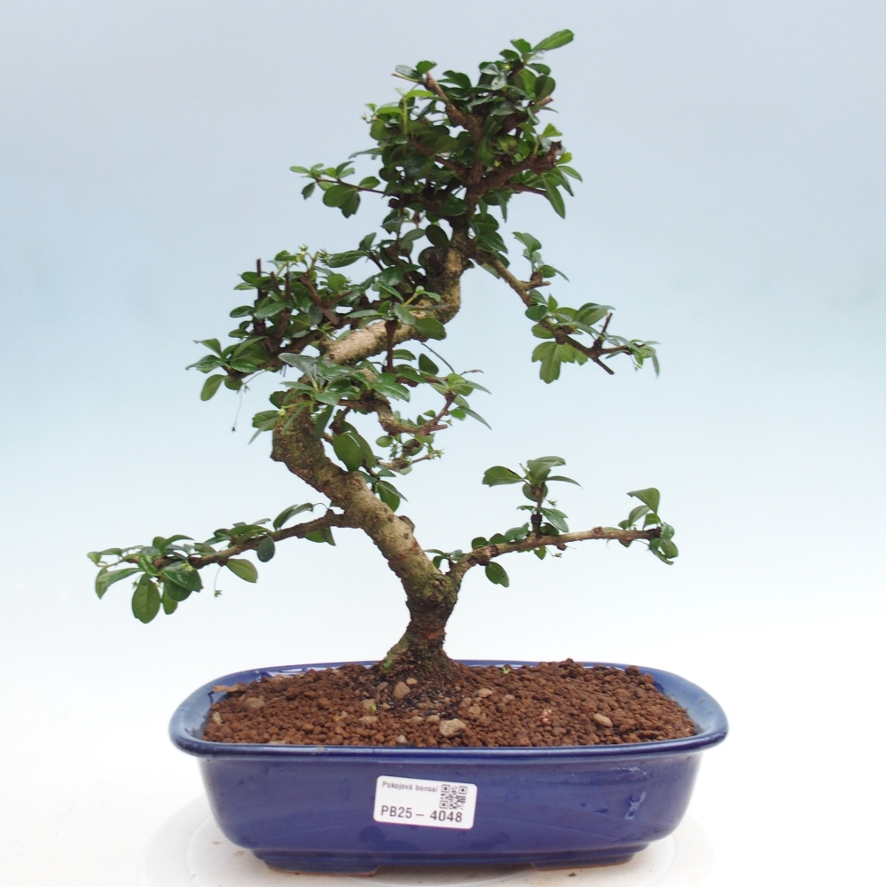 Szobai bonsai - Carmona macrophylla - Tea fuki
