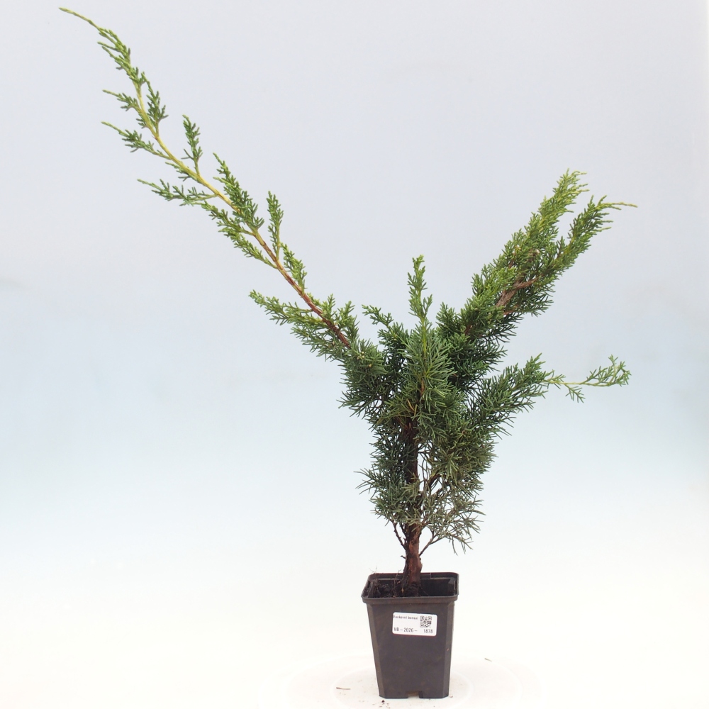 Kültéri bonsai - Juniperus chinensis Kishu