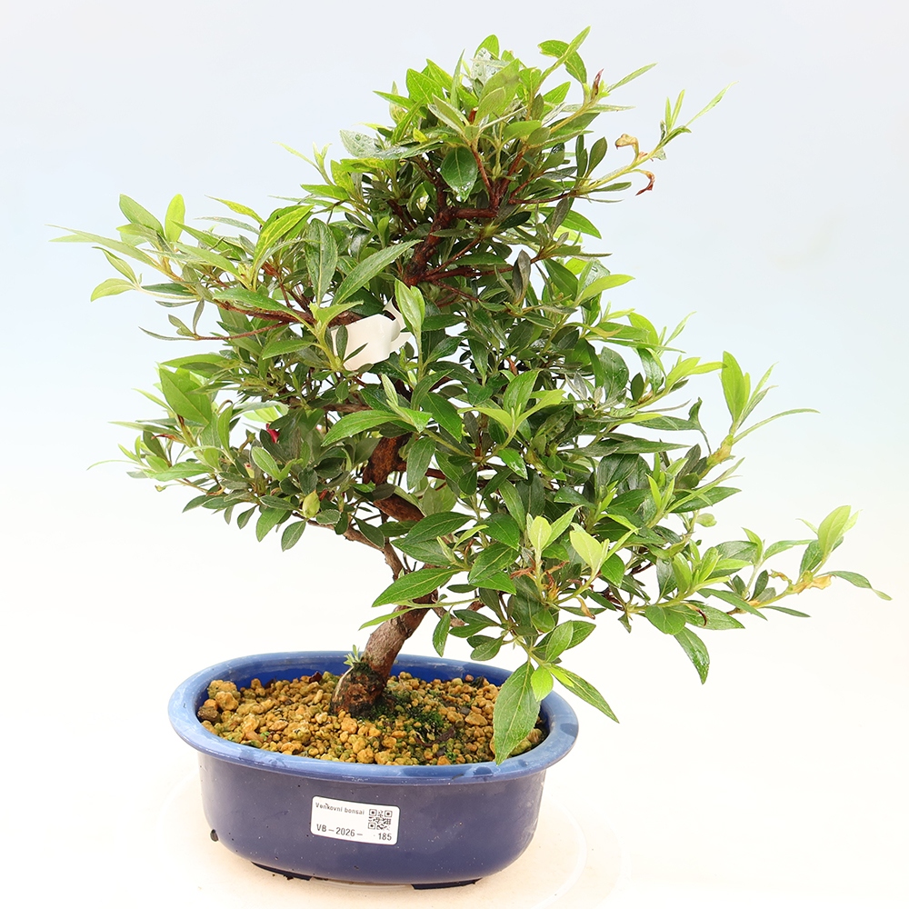 Kültéri bonsai - Japán azálea - Azálea Yoko