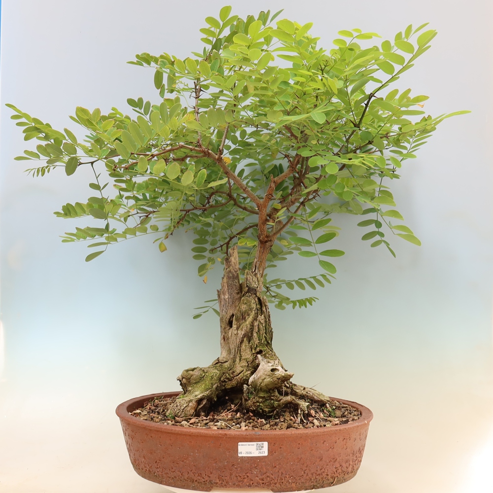 Kültéri bonsai - Tüskés akác - Robinia pseudoacacia