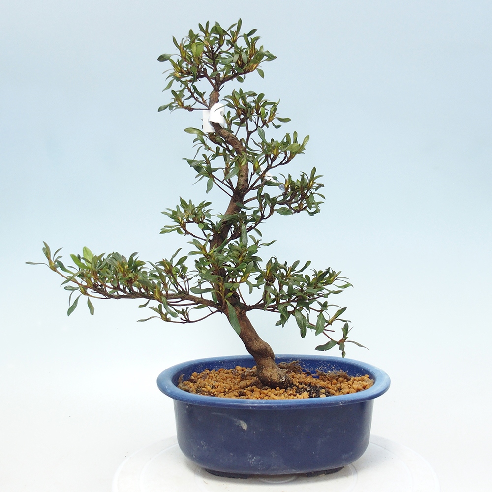 Kültéri bonsai - japán azálea - Azálea CHIHIRO