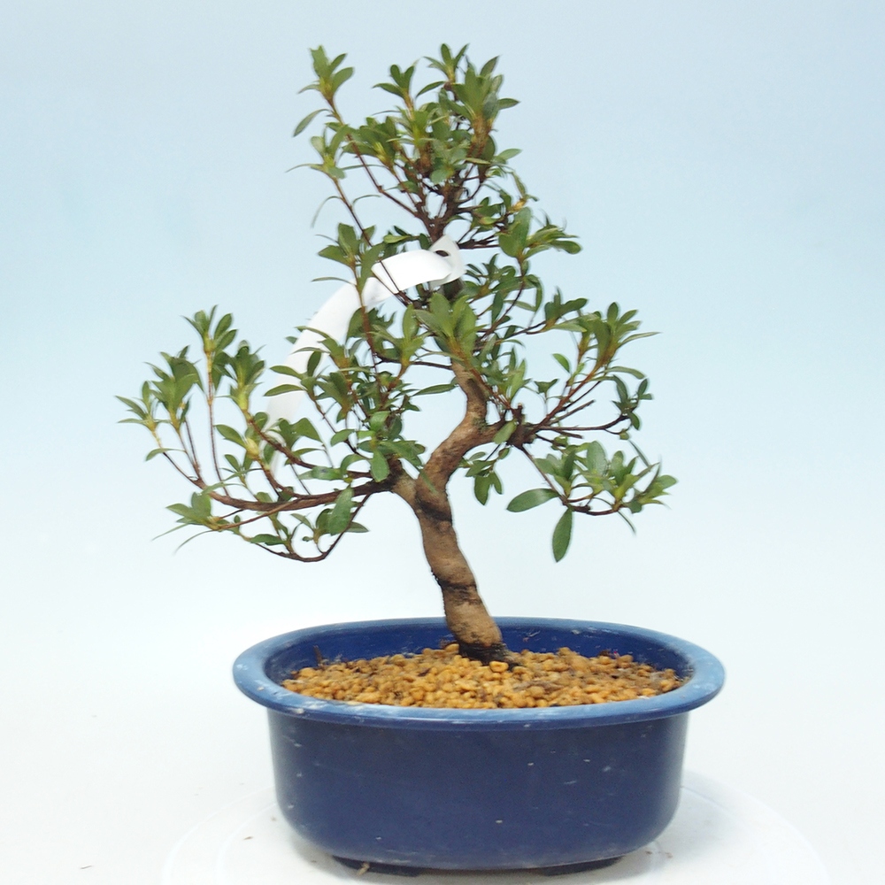 Kültéri bonsai - Japán azálea - Azalea Senhime