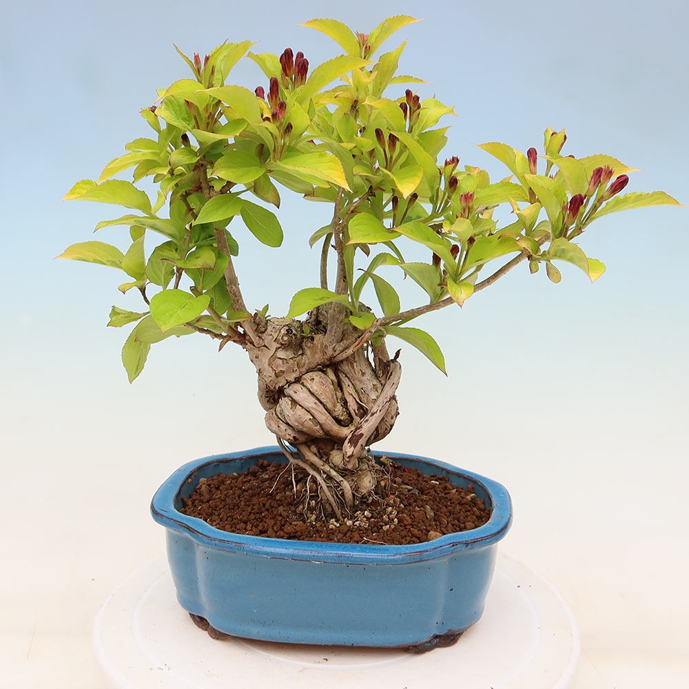 Kültéri bonsai – Weigela subsessilis – Koreai vajgélia