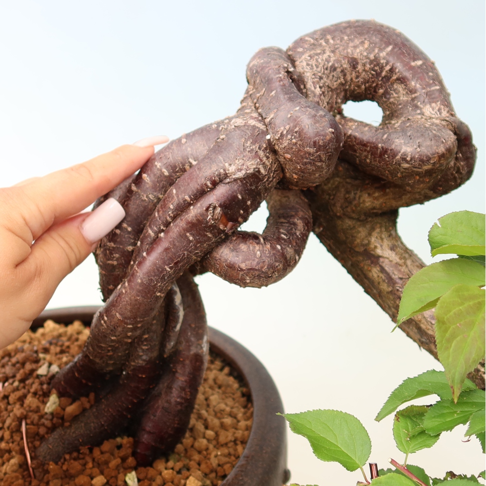Kültéri bonsai – Japán barack – Prunus Mume