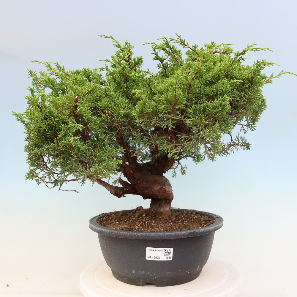 Kültéri bonsai - Juniperus chinensis Itoigawa-Juniperus chinensis