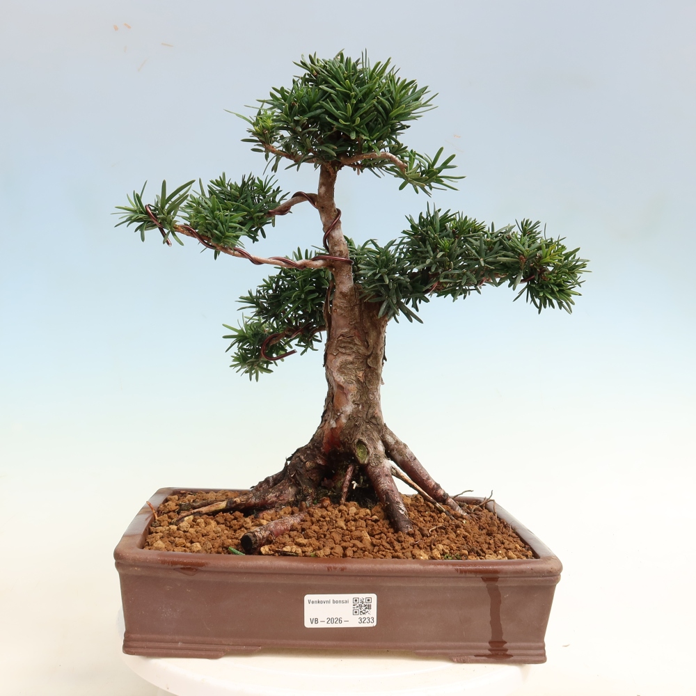 Kültéri bonsai - Taxus cuspidata - japán tiszafa