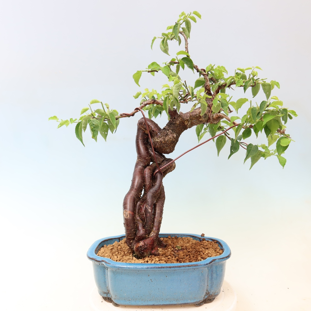 Kültéri bonsai – Japán barack – Prunus Mume