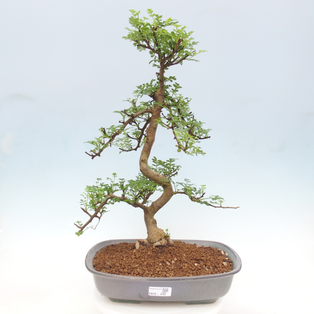 Szobai bonsai - Zantoxylum piperitum - borsfa
