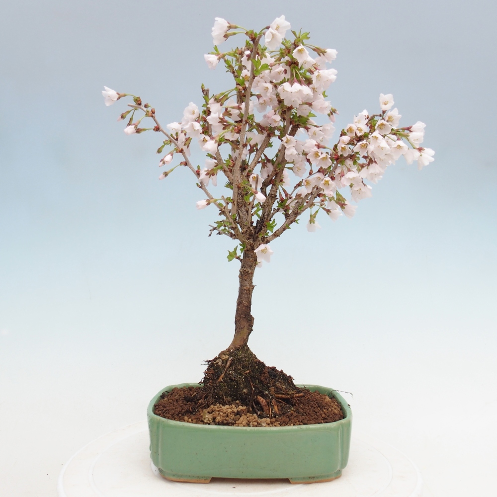 Kültéri bonsai - Prunus incisa Kojou-no mai-Plivon kivágva