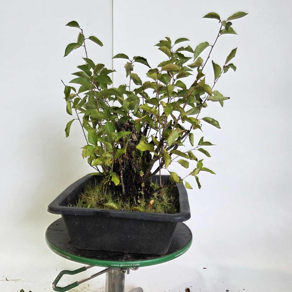 Kültéri bonsai cseresznye - Prunus aviata